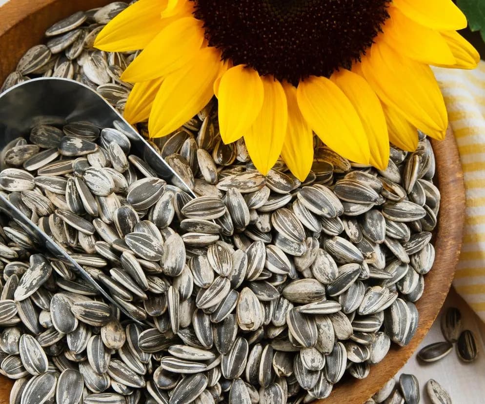 Ile kcal ma słonecznik? Poznaj kaloryczność nasion i pestki Ile kcal ma słonecznik? Poznaj kaloryczność nasion i pestki